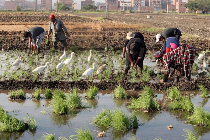 Farmers planting rice seedlings in Tanta are joined by egrets looking for small creatures to feed on.