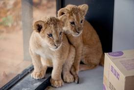 Four lion cubs saved from war in Ukraine land at US sanctuary