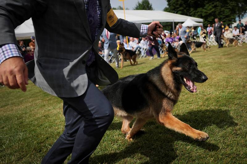 Handler Lenny Brown runs with River, a German shepherd dog who won Best in Breed during judging, and the Herding category. Reuters