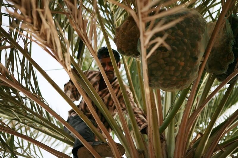 The island of Delma, located off the coast of the UAE in the Western Region, is undergoing a transition where tradition is beginning to meet modern life.  A worker harvests dates from the top of one of the many date farm palms on the farm using a saw and rope.   *** Local Caption ***  GC-Delma-39.jpgGC-Delma-39.jpg