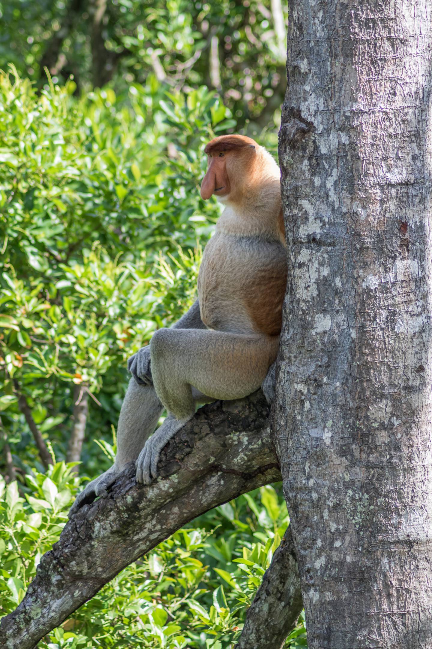 The endangered proboscis monkey. Photo: Andre Mouton / Unsplash