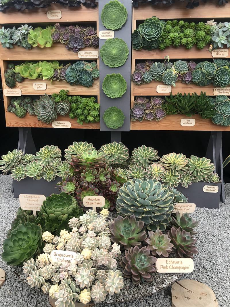 Succulents displayed in The Great Pavilion
