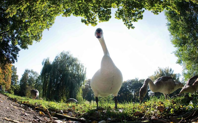 A swan takes a walk through the Georgengarten park in Hanover, northern Germany. AFP