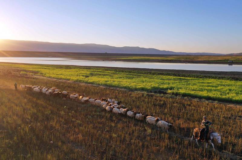 A Syrian shepherd leads his sheep next to the Qastoun dam, in Hama province in central Syria. AFP