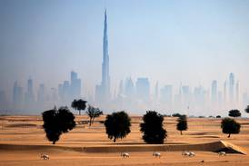 Arabian oryx antelopes are pictured in the UAE desert with the Dubai skyline in the background. AFP