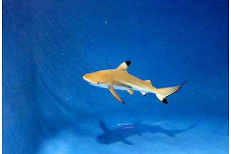 Amber, a blacktip reef shark born in captivity at the Sharjah Aquarium on August 7, has not yet been put on display to the public.