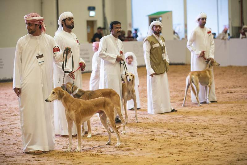 The four-legged participants and their owners at the ninth Arabian Saluki Beauty Contest at Abu Dhabi International Hunting and Equestrian Exhibition 2014. Mona Al Marzooqi / The National