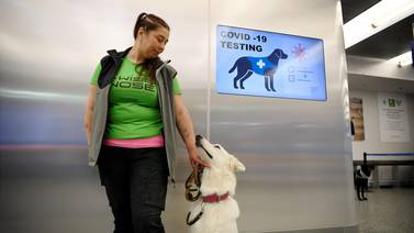An image that illustrates this article Dogs successfully sniff out Covid at airports 