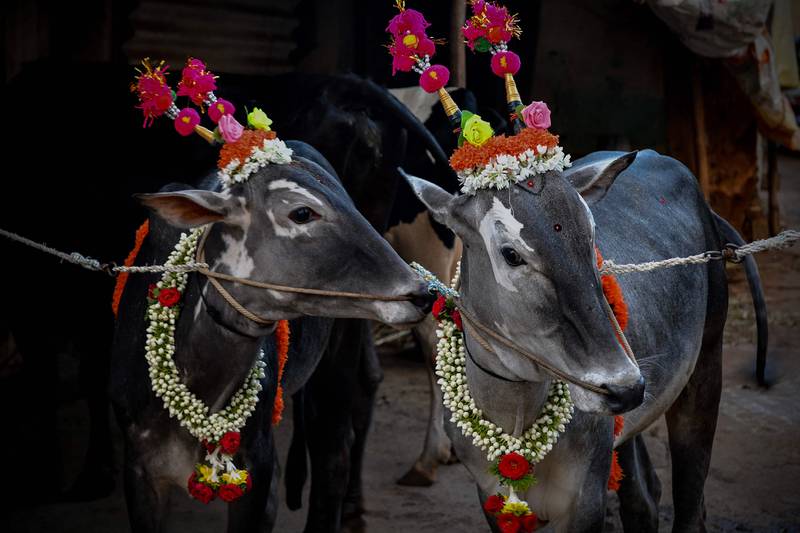 Cattle are decorated and paraded through villages as part of a traditional practice believed to bring good fortune to the families who own them, on the occasion of Makar Sankranti in Bangalore. AFP