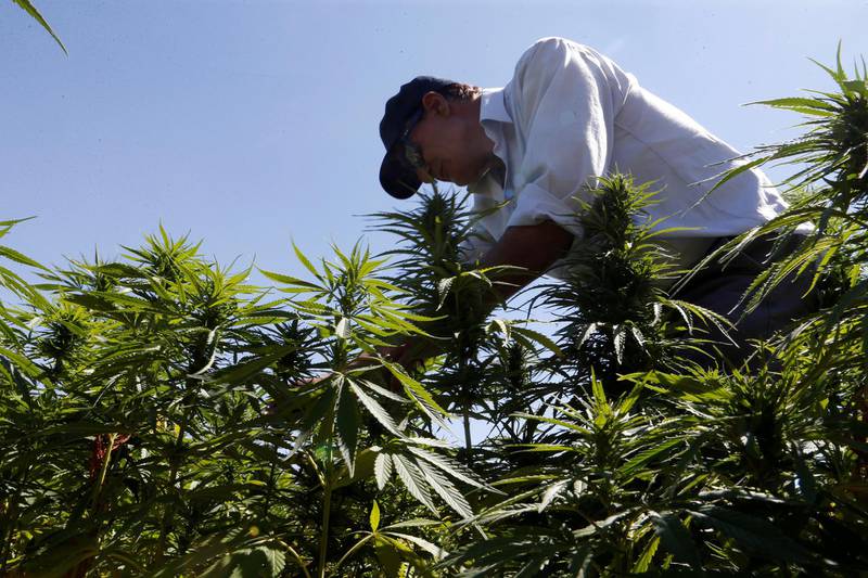 A farmer is seen tending to cannabis plants in a field in the Yammouneh area west of Baalbek, Lebanon, August 13, 2018. Reuters, file