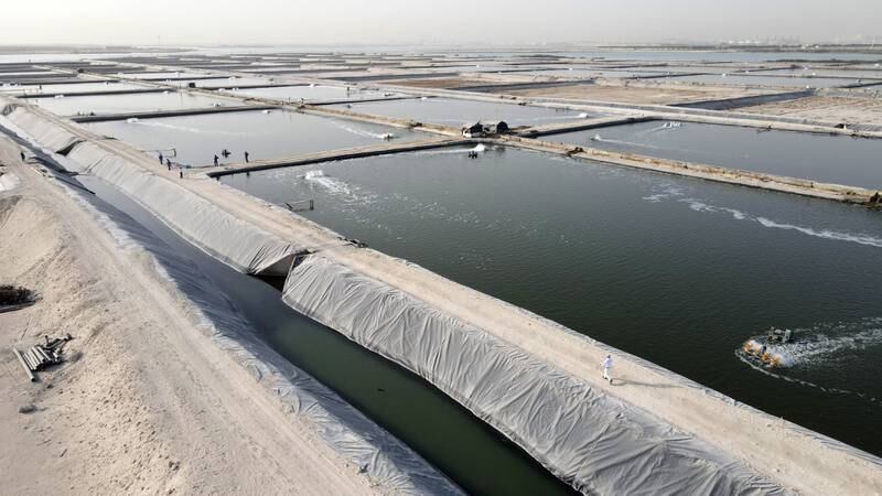 View of the shrimp and fish farm. Pawan Singh / The National