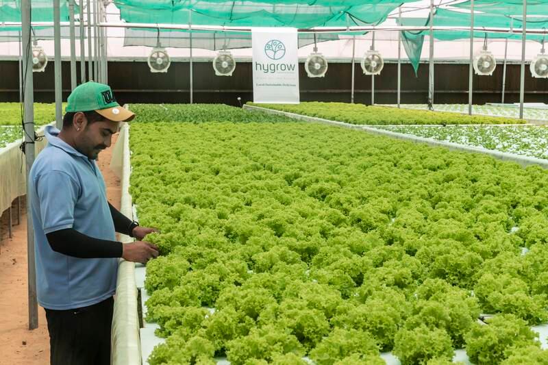 Lettuce grows on the desert farm in Sharjah.

