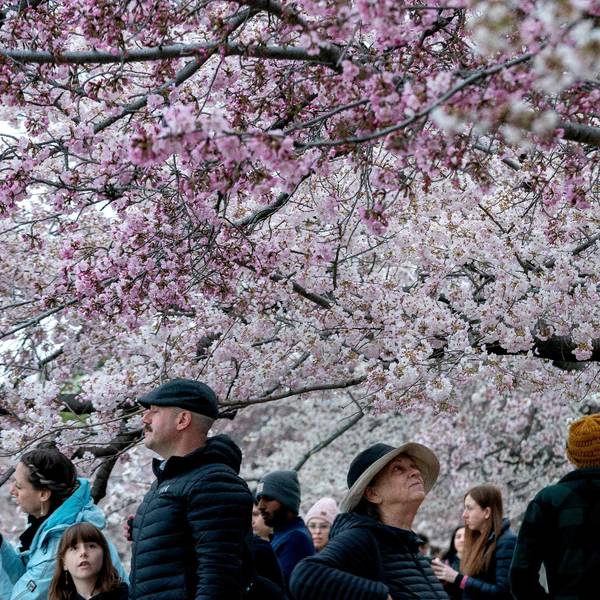 Washington's cherry blossoms bloom as tourists flock to capital