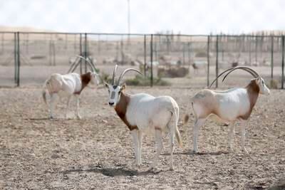 Scimitar-horned oryx, part of the antelope family, at the Deleika Wildlife Management Centre in Abu Dhabi. Khushnum Bhandari / The National