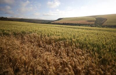 Grain fields in South Africa. Reuters