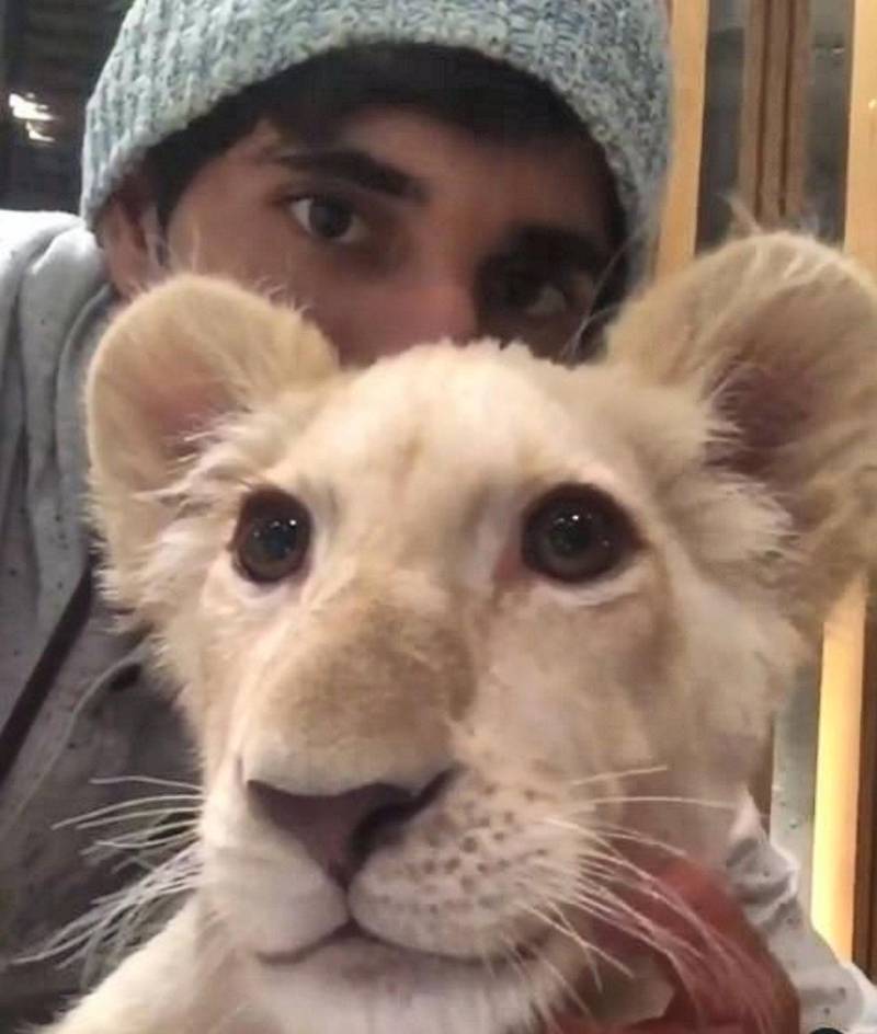 He is clearly at one with his animals, as he comfortably gets up-close to big cats. Instagram / Faz3