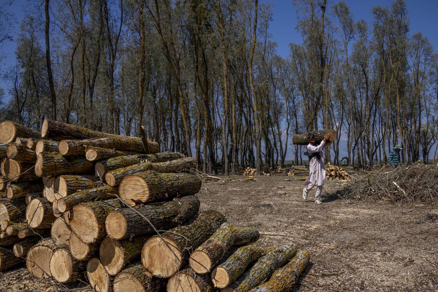 Willow logs after cutting down trees over a government wetland at Haretaar, north of Srinagar. AP Photo