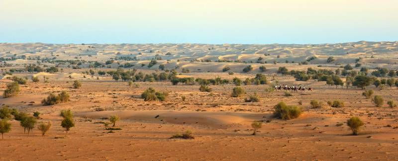 Camels trek across the Dubai Desert Conservation Reserve, which is home to Al Maha Desert Resort & Spa.