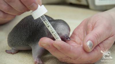 A rescued short-beaked echidna puggle suckles milk from a person's hand at Taronga Wildlife Hospital in Sydney, Australia.  Reuters