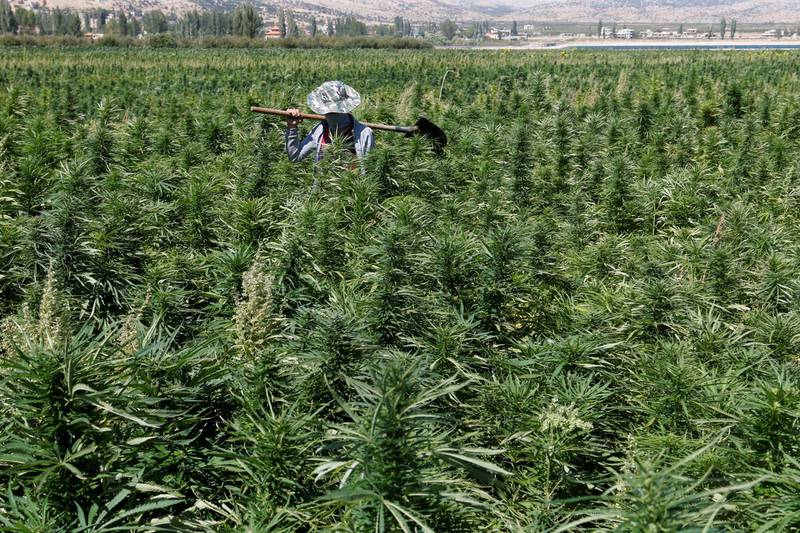 A farmer is seen in a cannabis field in the Yammouneh area west of Baalbek, Lebanon, August 13, 2018.Reuters, file