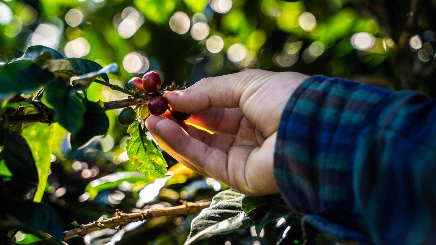 A worker picks coffee cherries during harvest in Colombia. Bloomberg