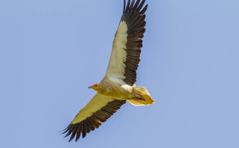 Egyptian vulture. Photo: Korsh Ararat