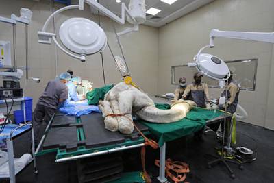 Assistants monitor a camel's condition as a veterinarian performs a surgery in an operating theatre at the hospital. Courtesy: Reuters