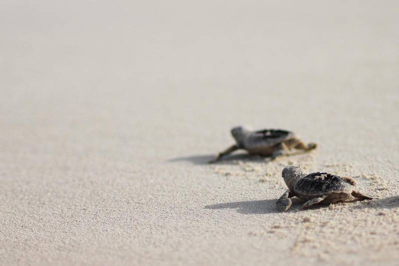 Baby turtles on the shore of Saadiyat Island. The endangered sea turtles are expected to soon return to the island for the nesting season. Courtesy Tourism Development & Investment Company