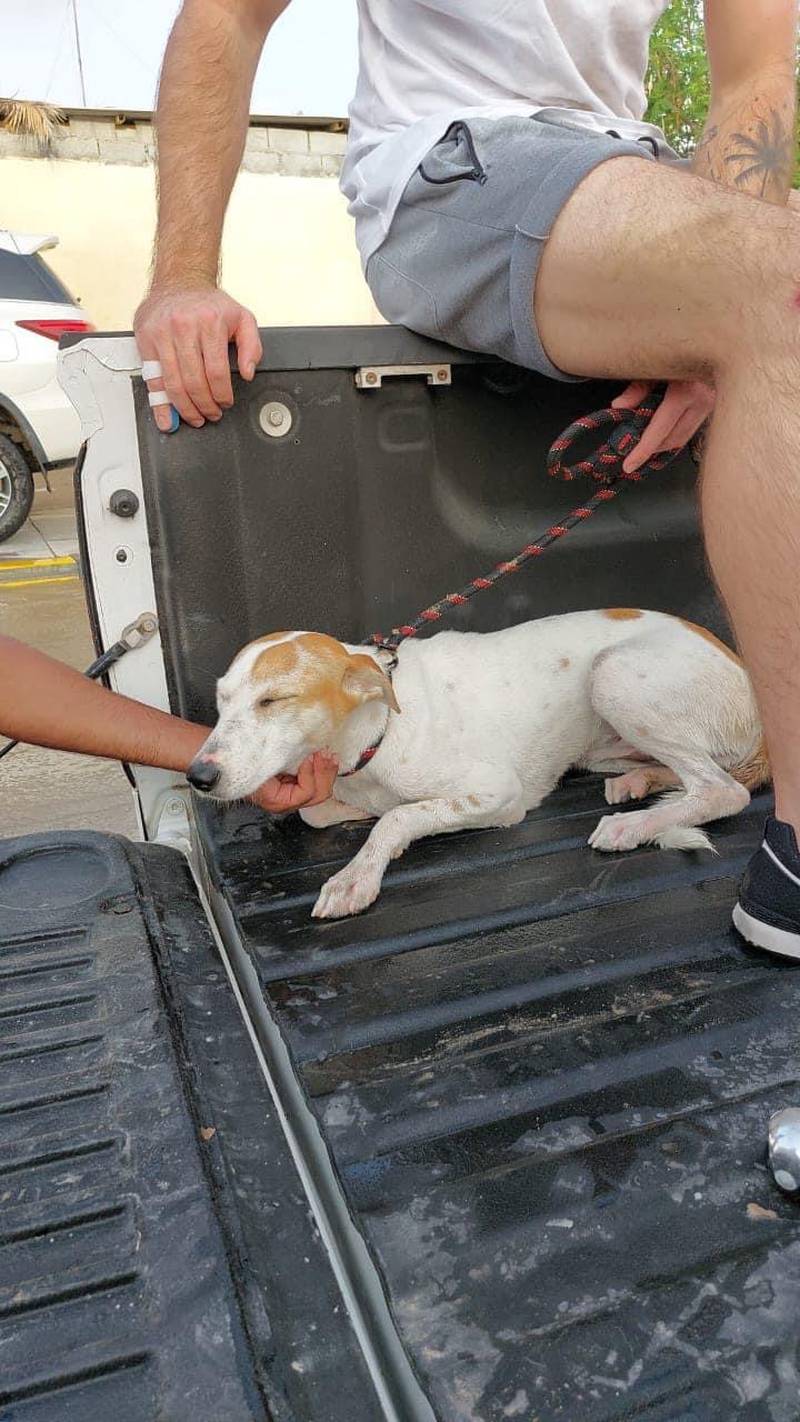 Volunteers from Animals and Us, the pet rescue shelter in Fujairah, used their cars to ferry dogs to safety.  