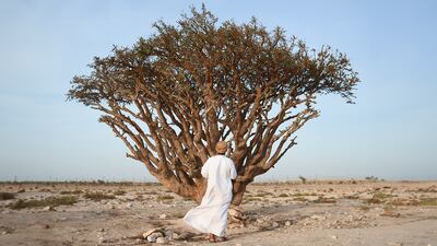 Amouage is training young Omanis to harvest frankincense in the Unesco-protected site of Wadi Dawkah. Photo: Amouage