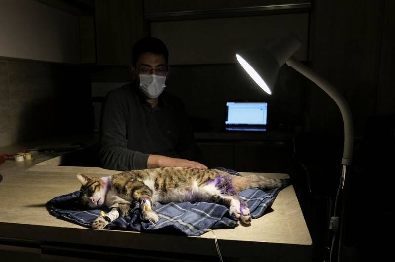 A veterinarian assistant monitors a cat after a procedure.