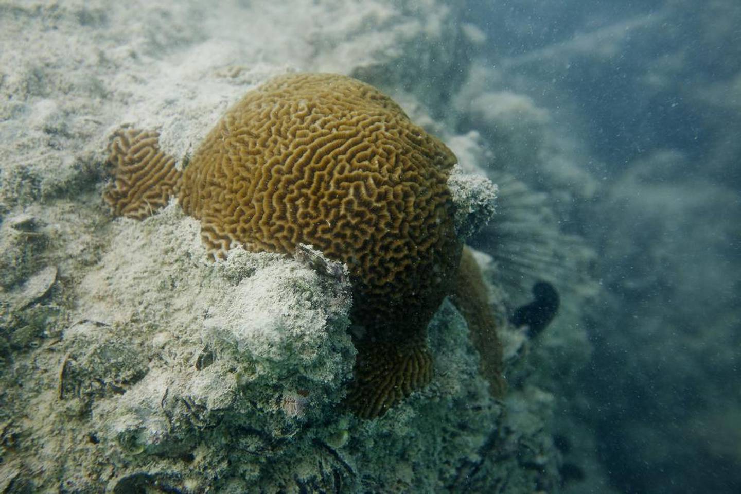 A brain coral off the breakwater near Marina Mall in Abu Dhabi. Corals are vital for the marine ecosystem. Antonie Robertson / The National