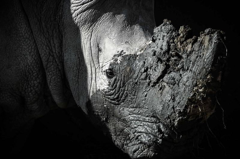 A close-up of a rhinoceros.