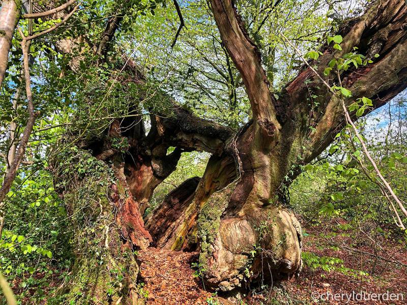 The Flitton Oak in Devon.