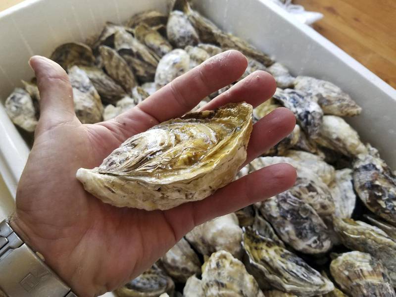 Spinneys sells fresh Dibba Bay oysters 