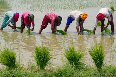 (FILES) In this file photo taken on June 19, 2023, farmers plant rice saplings in a paddy field on the outskirts of Amritsar.  The world's biggest rice exporter India has banned some overseas sales of the grain "with immediate effect", the government said, in a move that could drive international prices even higher.  (Photo by Narinder NANU  /  AFP)