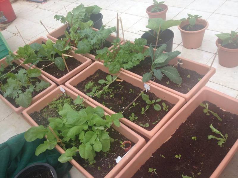 Learn to grow kale in your garden. Courtesy of Shumaila Ahmed