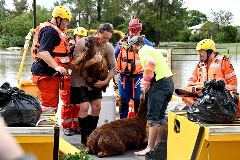 Volunteers from the State Emergency Service (SES) rescue a llama from a flooded farm house in western Sydney. AFP