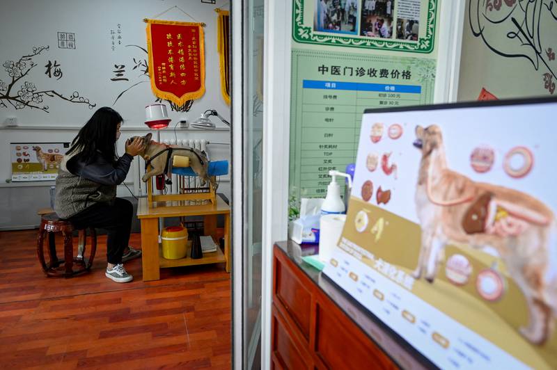 Animal acupuncture is centuries old in China.