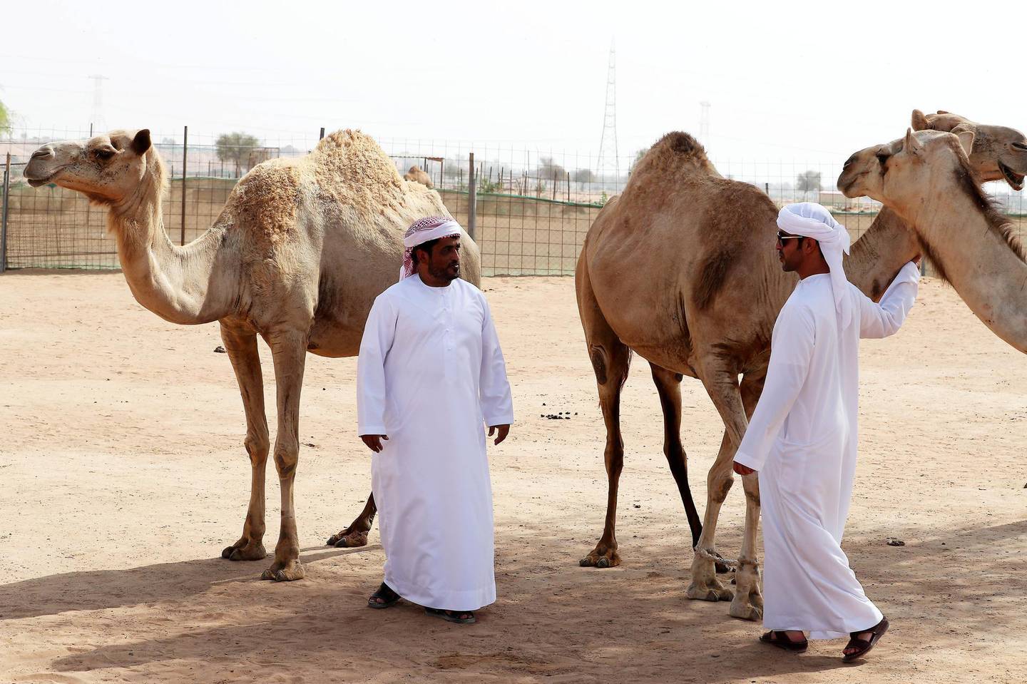 RAK ,  UNITED ARAB EMIRATES , JUNE 20 – 2019 :- Left to Right - Saeed Al Musafari  and Majid Al Musafari at their camel farm in Ras Al Khaimah. Camel poop is turned into the biofuel for the cement factory in Ras Al Khaimah to generate energy for the production of cement. ( Pawan Singh / The National ) For Big Picture/Online/Instagram/News. Story by Anna