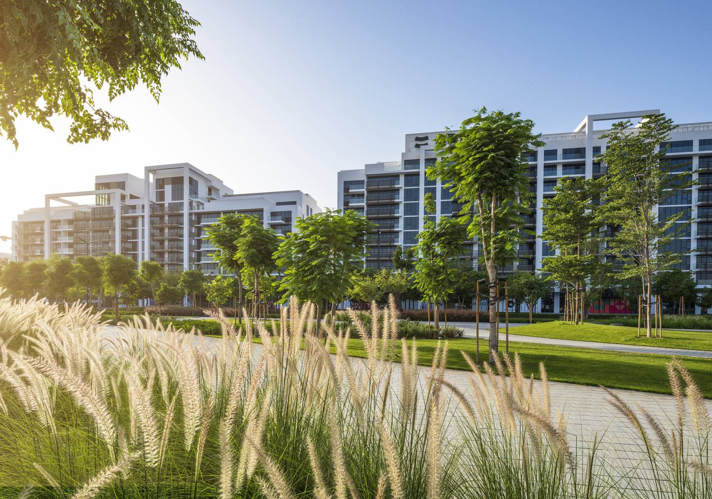 Misk Apartments in Sharjah have views over a park with more than 5,000 trees, including the local ghaf. Photo: Arada