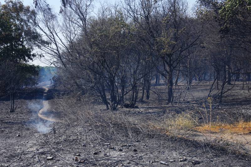 Burnt woodland in Dartford Heath, England, after a fire on Tuesday. Getty