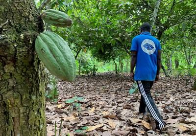 No 2 cocoa grower Ghana has warned that buyers should be ready to pay more because of the investment needed to set up systems tracking beans back to farms. Reuters