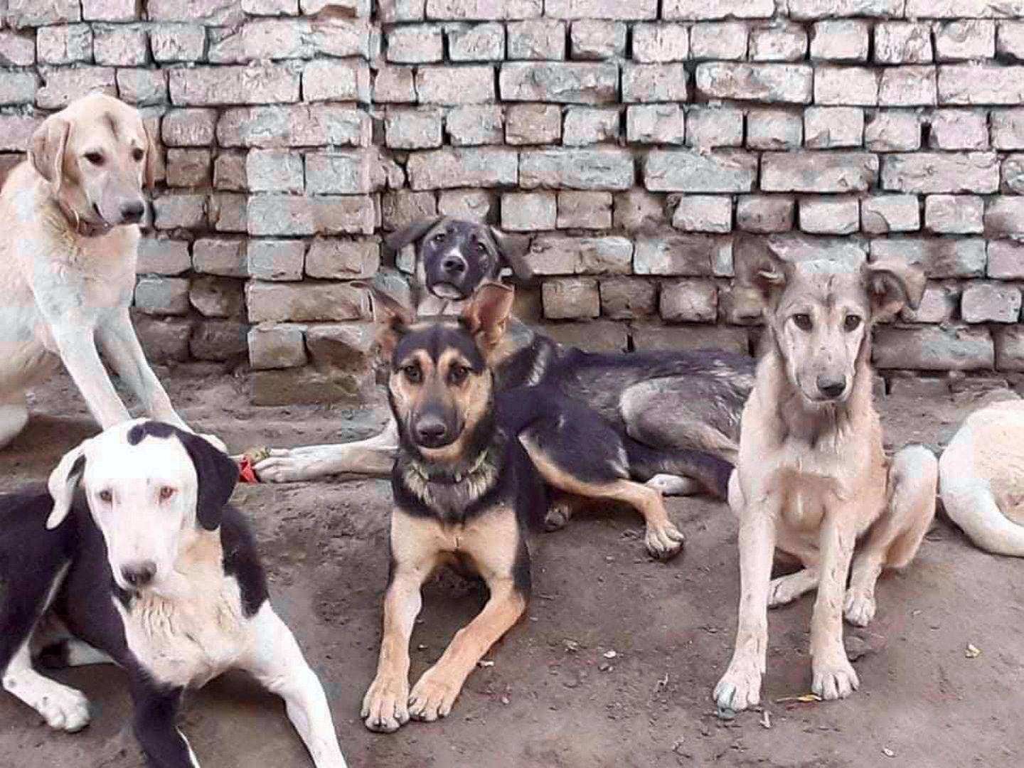 Dogs at Kabul Small Animal Rescue. Courtesy Kabul Small Animal Rescue