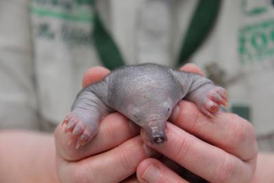 A rescued short-beaked echidna puggle that was brought to Taronga Wildlife Hospital is pictured in Sydney, Australia.  Reuters