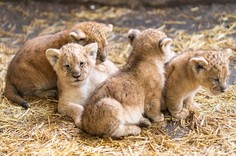 Four lion cubs (Panthera leo) in their outdoor enclosure during their presentation at the Nyiregyhaza Animal Park, in Nyiregyhaza, Hungary.  EPA