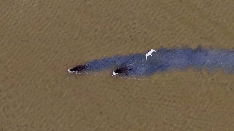 This aerial view shows horses running in Lake Milh. AFP