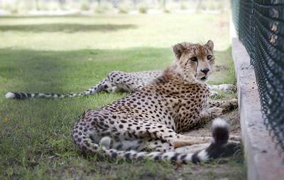Cheetahs rescued from private owners and moved to the Wildlife Centre refuge, near Mussaffah. Lee Hoagland / The National