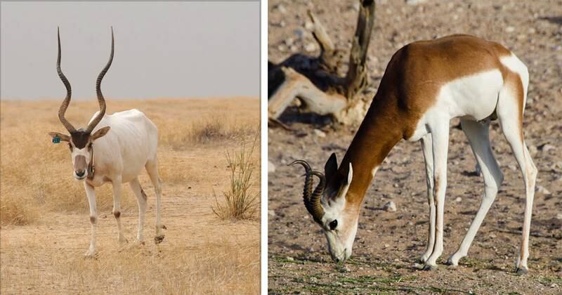 (L-R) An addax and the critically endangered Dama gazelle. Photo: Environment Agency - Abu Dhabi / Al Ain Zoo