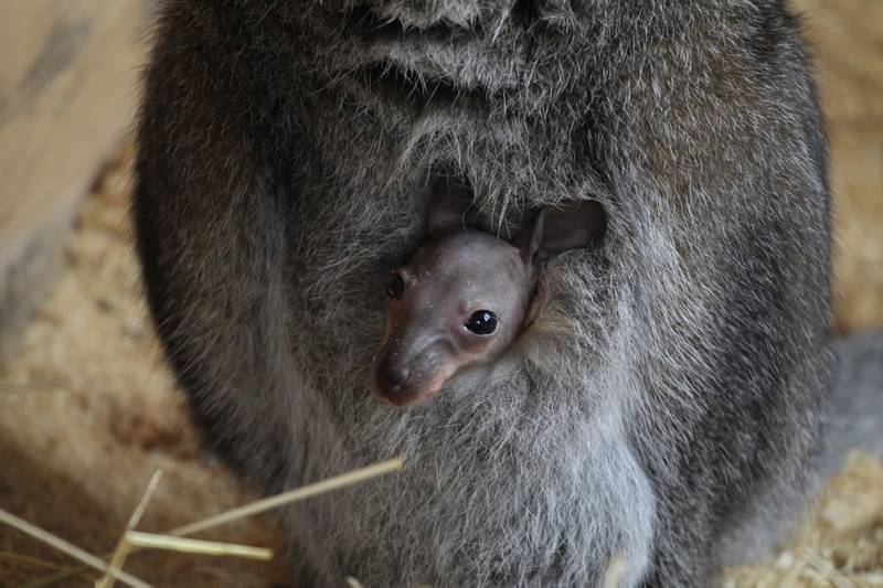A joey looks out from its the pouch of its mother, Chuck, at a zoo in the western Siberian city of Barnaul. Reuters